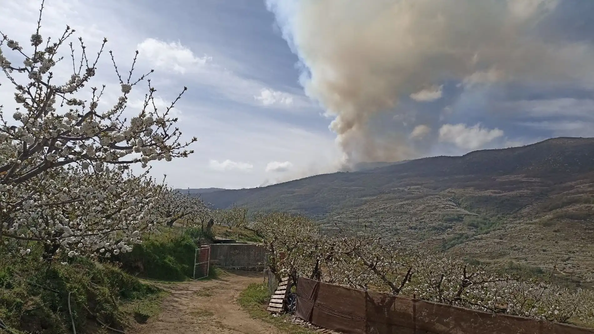 Medios aéreos y terrestres participan en la extinción de un incendio forestal en Navaconcejo
