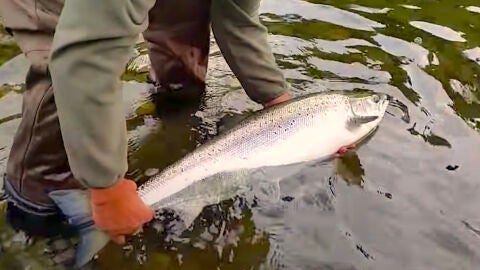 El Campanu vuelve a tener premio