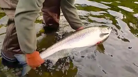 El Campanu vuelve a tener premio El Campanu vuelve a tener premio