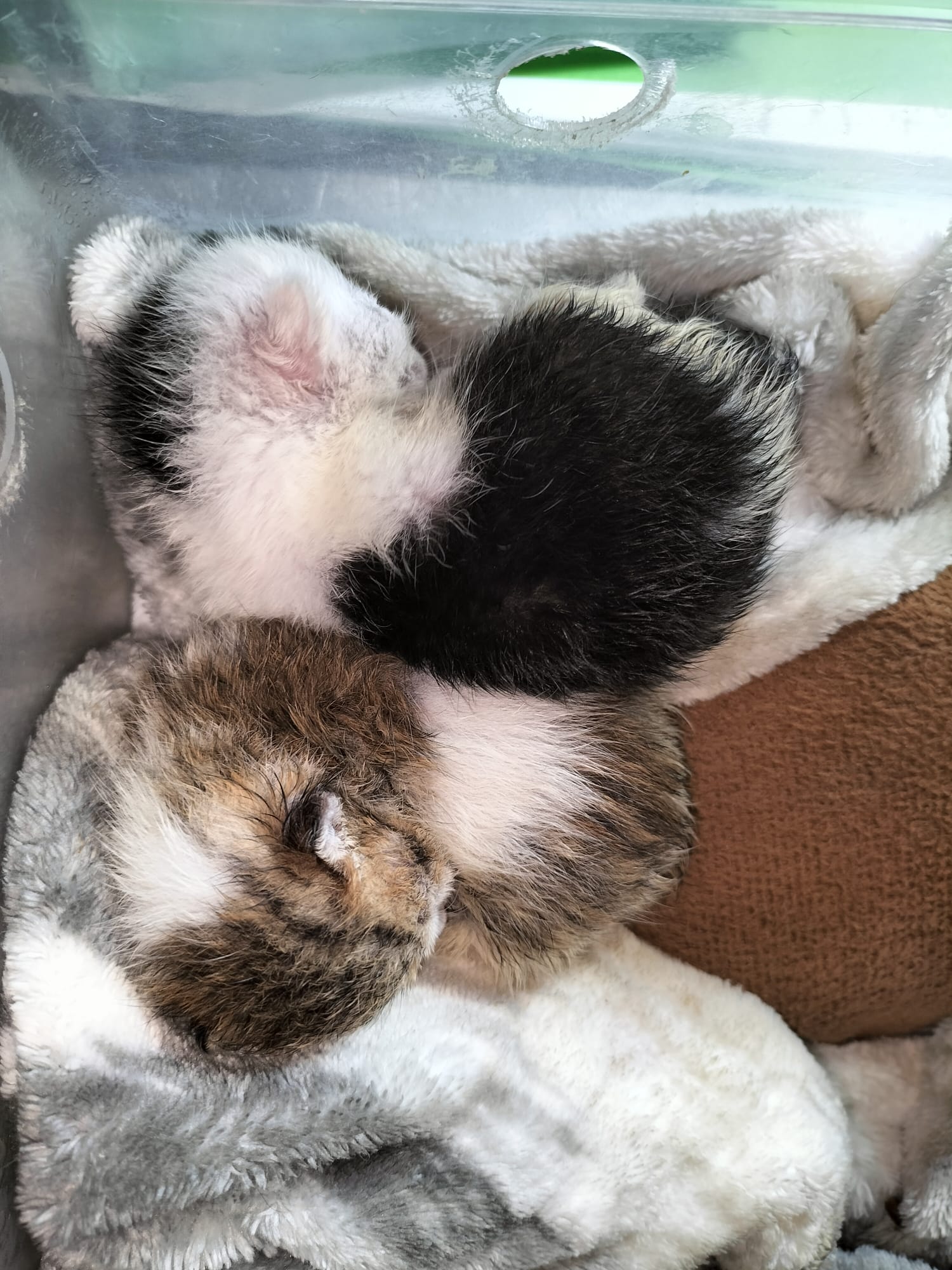 Aparece en Puerto Lumbreras varios cachorros vivos dentro aún del útero de una gata a la que habían desviscerado Aparece en Puerto Lumbreras varios cachorros vivos dentro aún del útero de una gata a la que habían desviscerado