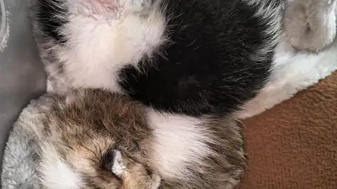 Gatitos supervivientes de Puerto Lumbreras Gatitos supervivientes de Puerto Lumbreras