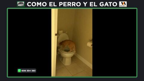 ¿Es bueno que nuestro gato aprenda a hacer las necesidades en el retrete?