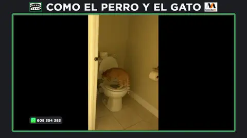 ¿Es bueno que nuestro gato aprenda a hacer las necesidades en el retrete? ¿Es bueno que nuestro gato aprenda a hacer las necesidades en el retrete?