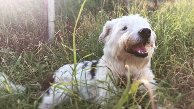 Linda, la perra que falleció tras recibir una paliza en Getaria