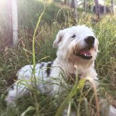 Linda, la perra que falleció tras recibir una paliza en Getaria