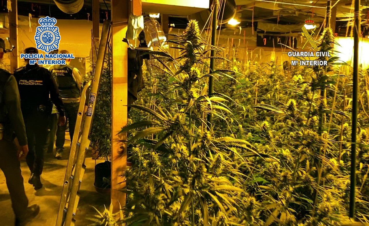 La Policía Nacional detiene en Elda a cinco personas en una operación contra la venta de marihuana La Policía Nacional detiene en Elda a cinco personas en una operación contra la venta de marihuana