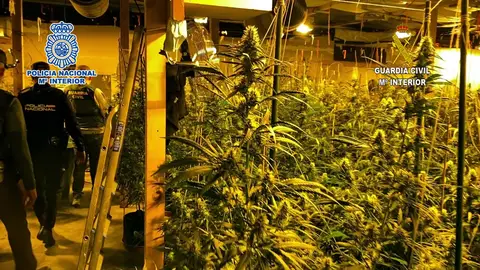 La Policía Nacional detiene en Elda a cinco personas en una operación contra la venta de marihuana. La Policía Nacional detiene en Elda a cinco personas en una operación contra la venta de marihuana.