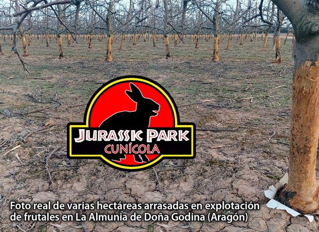 El campo, en alarma por la plaga del conejo híbrido El campo, en alarma por la plaga del conejo híbrido