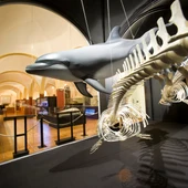 Nuevas visitas guiadas al Museo de Historia Natural de Torrevieja Nuevas visitas guiadas al Museo de Historia Natural de Torrevieja