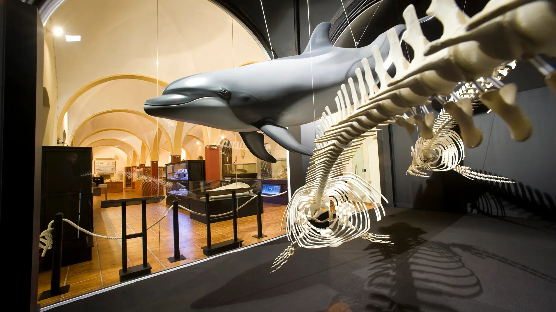 Nuevas visitas guiadas al Museo de Historia Natural de Torrevieja
