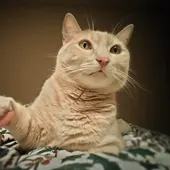 Esto es lo que debes conocer de la ley animal si tienes gato Esto es lo que debes conocer de la ley animal si tienes gato