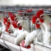 La OMS confirma la primer muerte por la nueva variante de gripe aviar en China