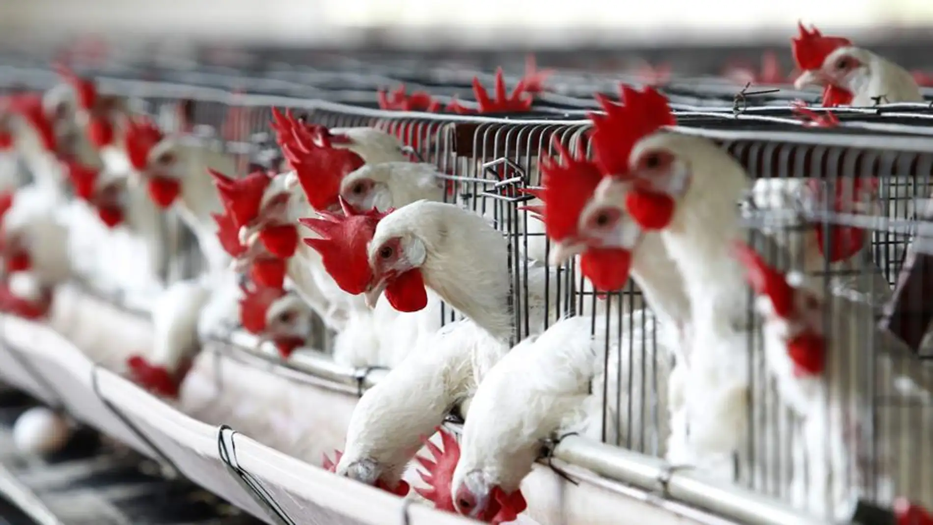 La OMS confirma la primer muerte por la nueva variante de gripe aviar en China
