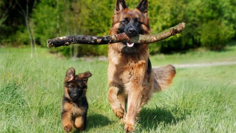 Especial mascotas en Onda Cero Vega Baja con &aacute;ngel Osuna: hoy, el peligro de los par&aacute;sitos que trae la primavera