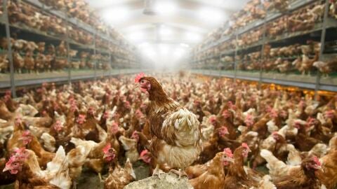 Vista de gallinas en una granja av&iacute;cola