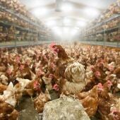 Vista de gallinas en una granja avícola