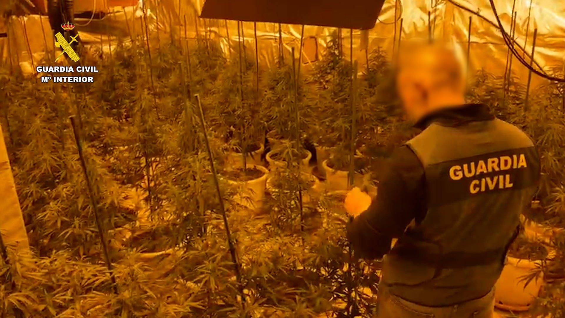 La Guardia Civil de Valencia desmantela un grupo dedicado al cultivo y elaboración de drogas La Guardia Civil de Valencia desmantela un grupo dedicado al cultivo y elaboración de drogas