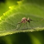 Imagen de un mosquito