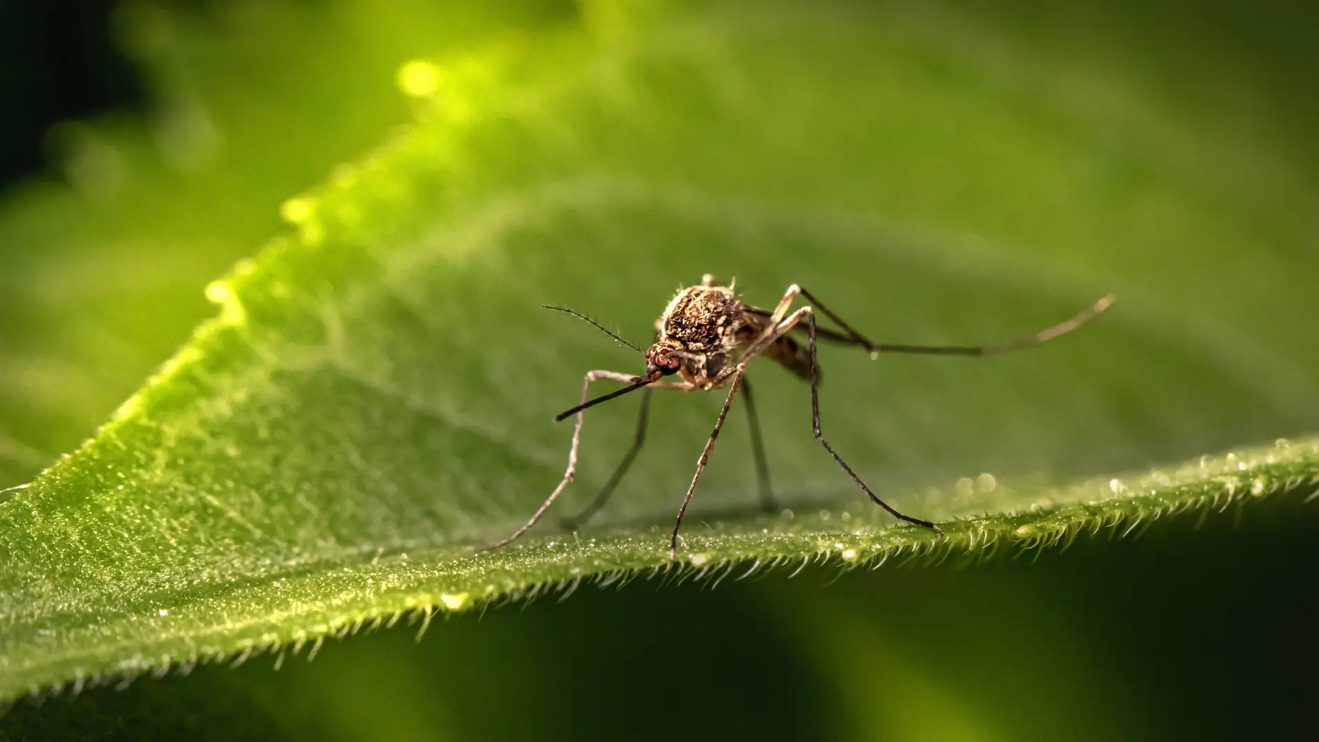 Sanidad notifica casos de dengue: qué es y cuáles son los síntomas de esta enfermedad