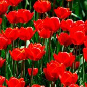 La Asociación Parkinson Elche repartirá un millar de tulipanes este sábado para visibilizar la lucha contra esta enfermedad