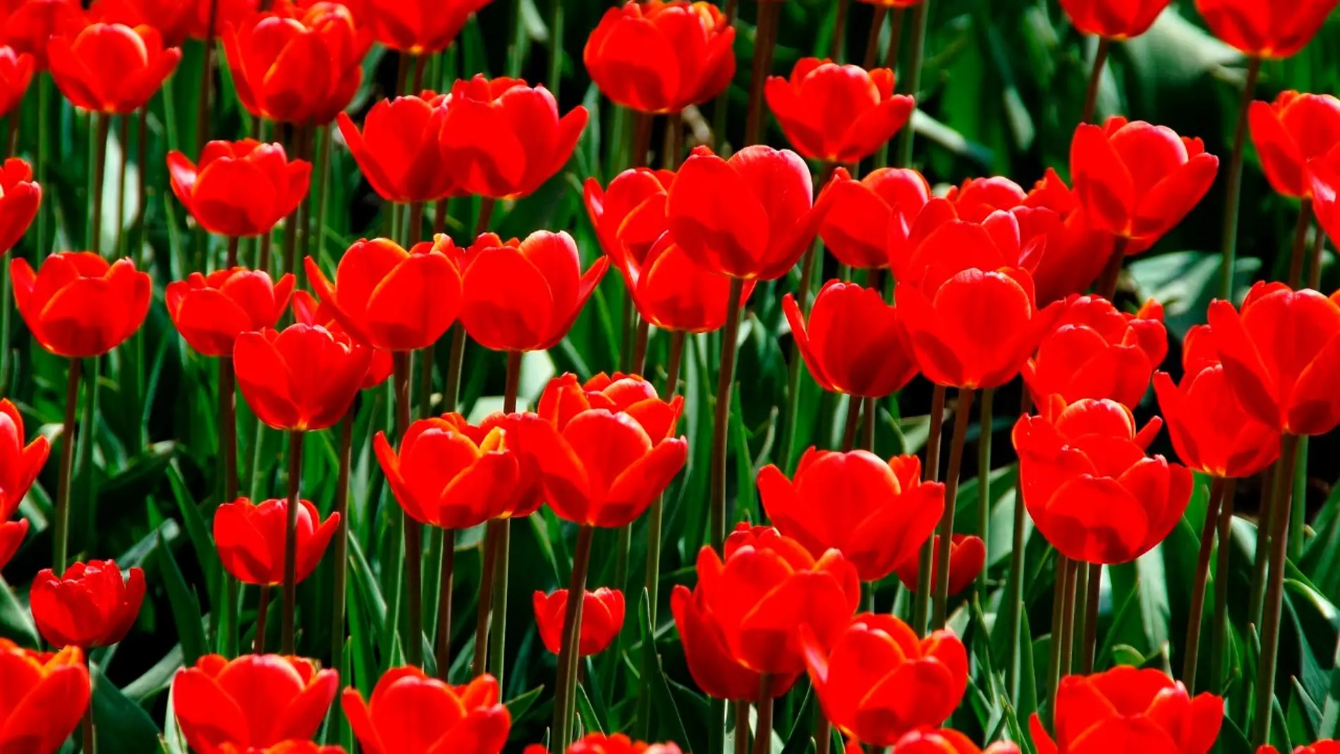 La Asociación Parkinson Elche repartirá un millar de tulipanes este sábado para visibilizar la lucha contra esta enfermedad