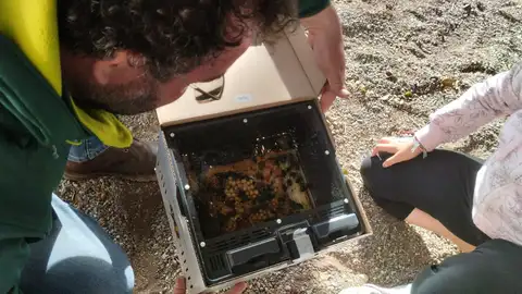ABEJORROS ABEJORROS