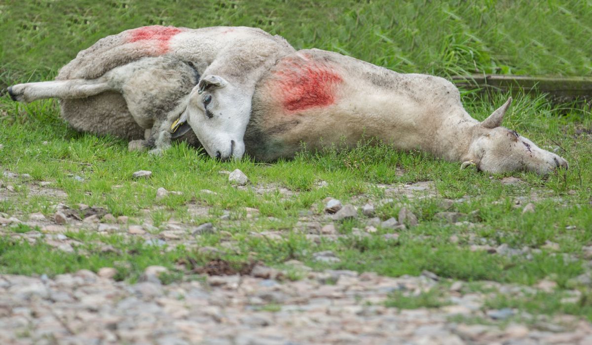 Con Susana Marqués Más de Uno Álava 17/04/2023 Con Susana Marqués Más de Uno Álava 17/04/2023