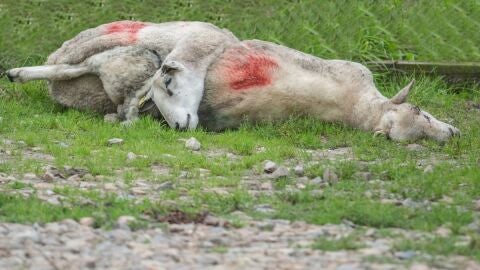 Oveja muerta