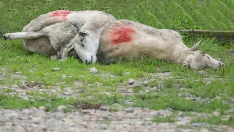 Oveja muerta Oveja muerta