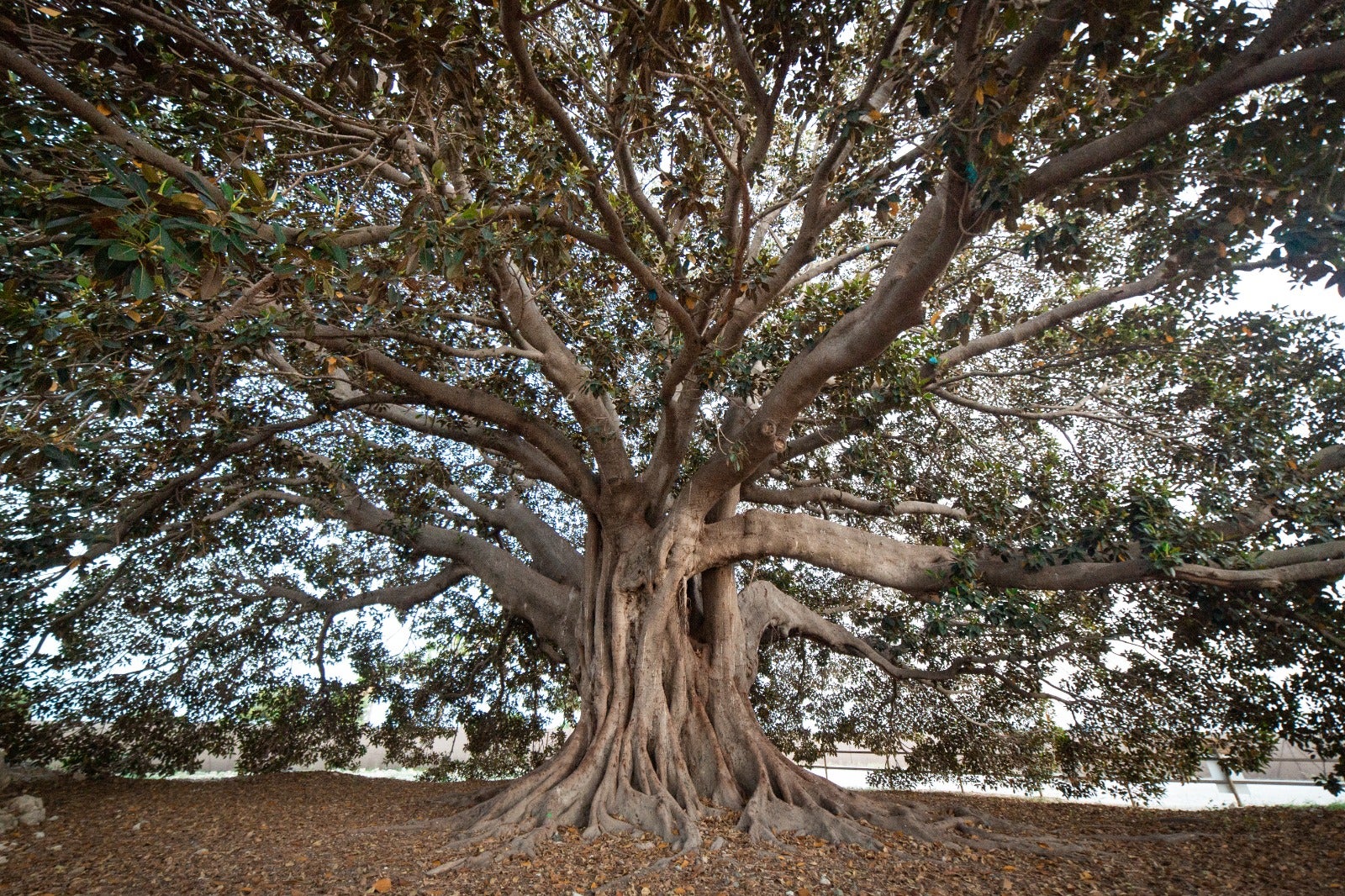 Alrededor de 300 niños y niñas visitarán, el Ficus de Los Mazones para conocer su historia Alrededor de 300 niños y niñas visitarán, el Ficus de Los Mazones para conocer su historia