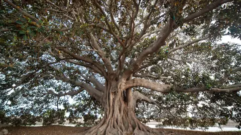Alrededor de 300 niños y niñas visitarán, el Ficus de Los Mazones para conocer su historia ficus