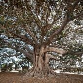 Alrededor de 300 niños y niñas visitarán, el Ficus de Los Mazones para conocer su historia 