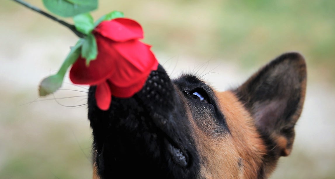 Angel Osuna nos explica en "Mas de uno Vega Baja" la importancia del olfato canino Angel Osuna nos explica en "Mas de uno Vega Baja" la importancia del olfato canino