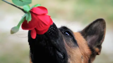 Angel Osuna nos explica en "Mas de uno Vega Baja" la importancia del olfato canino olfato canino