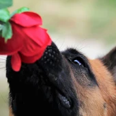Angel Osuna nos explica en "Mas de uno Vega Baja" la importancia del olfato canino Angel Osuna nos explica en "Mas de uno Vega Baja" la importancia del olfato canino