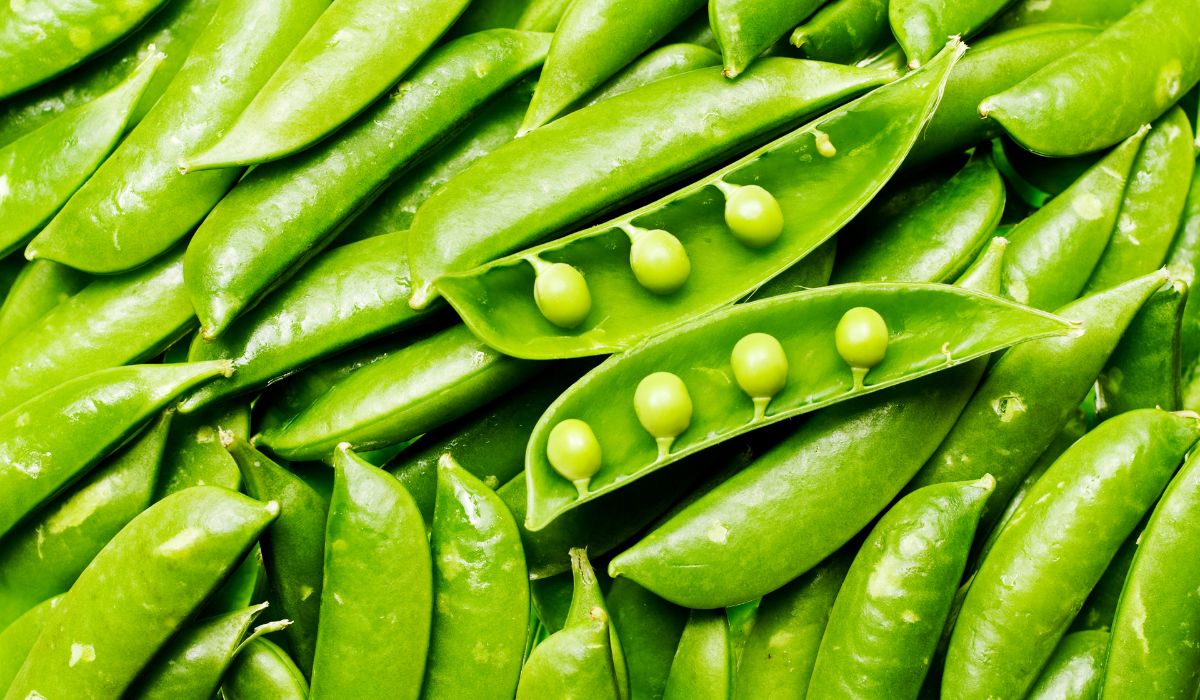 Los guisantes de lágrima, el caviar de la huerta Los guisantes de lágrima, el caviar de la huerta