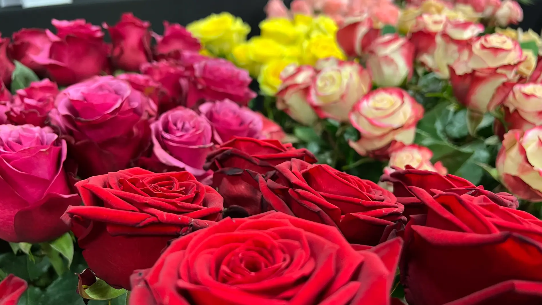 Mercabarna-flor prevé que se vendan seis millones de rosas en Catalunya en Sant Jordi