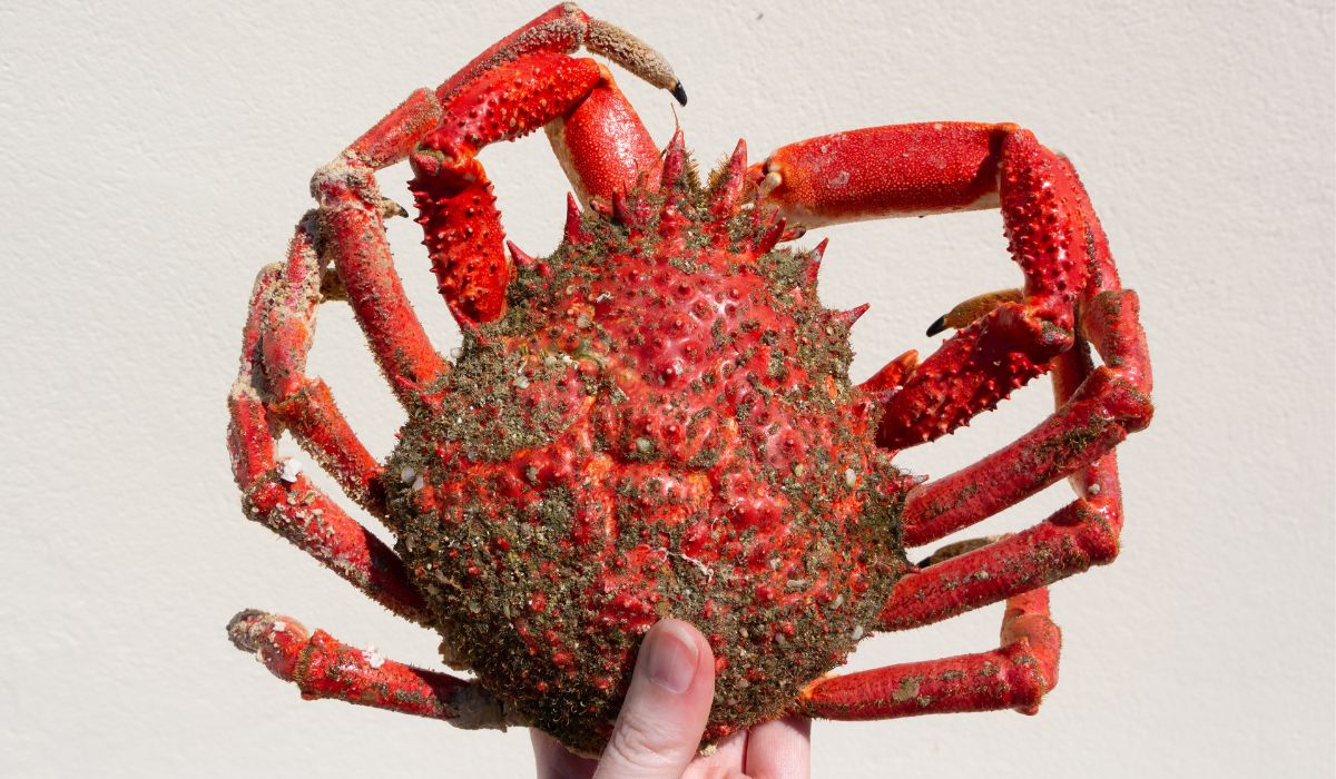 El centollo gallego, el rey de los crustáceos El centollo gallego, el rey de los crustáceos