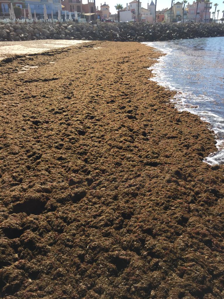 El alga asiática es avistada en la playa de La Caleta, en Cádiz, por primera vez El alga asiática es avistada en la playa de La Caleta, en Cádiz, por primera vez