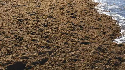 Alga asiática en playas de El Puerto Alga asiática en playas de El Puerto
