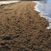 Alga asiática en playas de El Puerto Alga asiática en playas de El Puerto