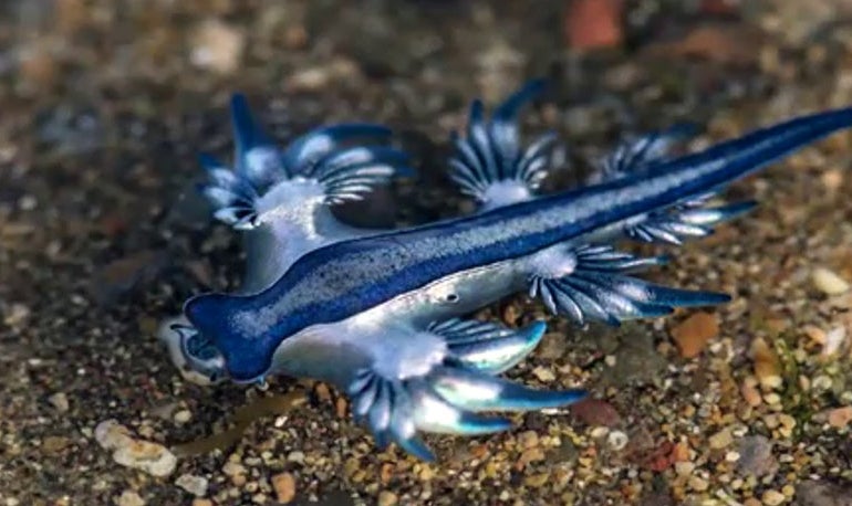 El Dragón azul reaparece en la costa después de tres siglos, ocurrió en el verano de 2021 El Dragón azul reaparece en la costa después de tres siglos, ocurrió en el verano de 2021