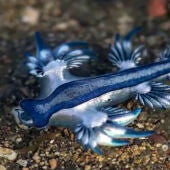 El Dragón azul reaparece en la costa después de tres siglos, ocurrió en el verano de 2021 