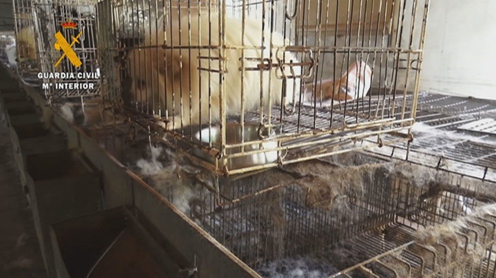 Condenado a 18 meses de prisión un criador ilegal de perros en Zaragoza Condenado a 18 meses de prisión un criador ilegal de perros en Zaragoza