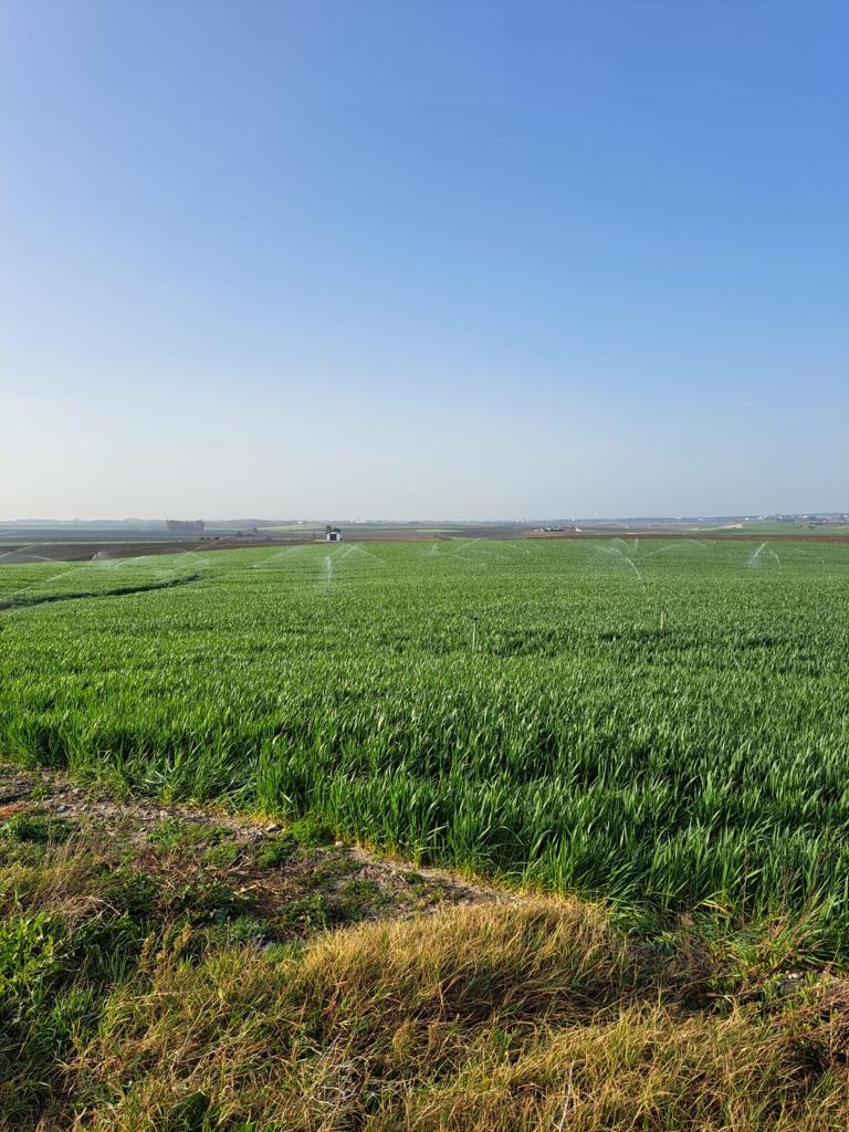 Los regantes de la Costa Noroeste de Cádiz alertan de las consecuencias económicas de la sequía Los regantes de la Costa Noroeste de Cádiz alertan de las consecuencias económicas de la sequía