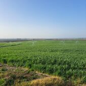 Un campo de la Costa Noroeste de Cádiz