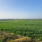 Un campo de la Costa Noroeste de Cádiz Un campo de la Costa Noroeste de Cádiz