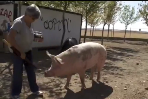 Adopta en JELO: La inteligencia de los cerdos Adopta en JELO: La inteligencia de los cerdos