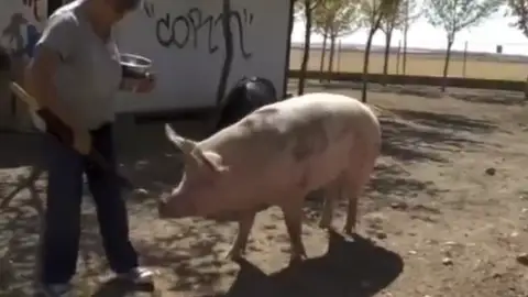 Adopta en JELO: La inteligencia de los cerdos Adopta en JELO: La inteligencia de los cerdos