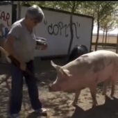 Adopta en JELO: La inteligencia de los cerdos